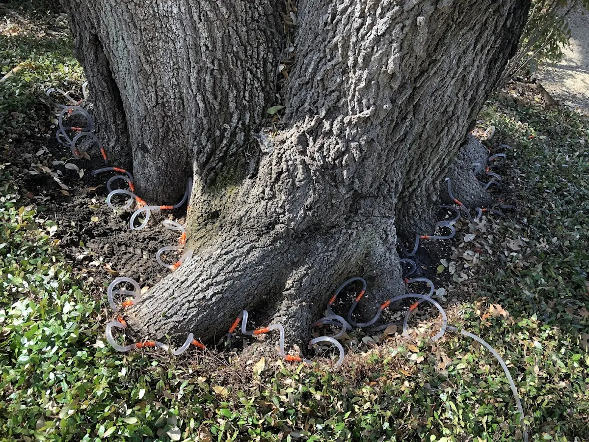 Detailed Tree Cabling and Bracing job site in Choctaw