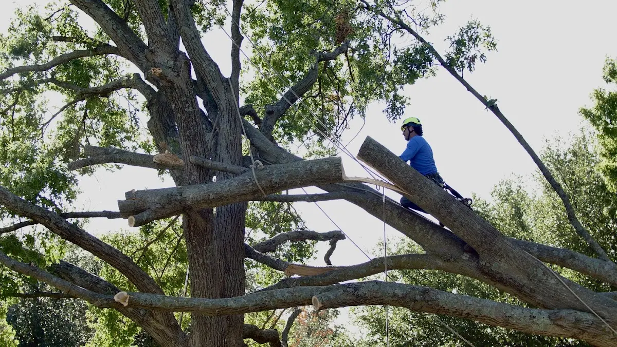 Professional Crown Thinning performed by certified arborists in Choctaw